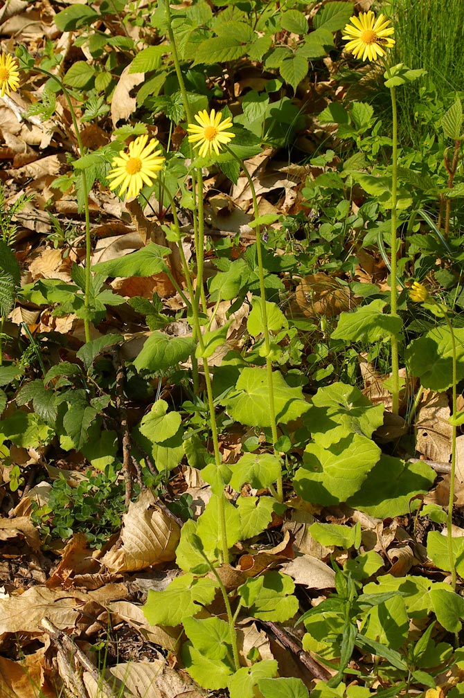 Doronicum pardalianches / Doronico medicinale